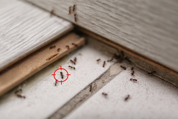 Best Best Pest Control Companies  in East Helena, MT