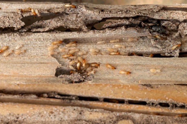 Best Pest Removal Services  in East Helena, MT